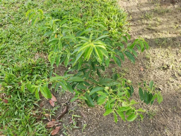 Young Phaleria Macrocarpa Growing Ground — Stock Photo, Image