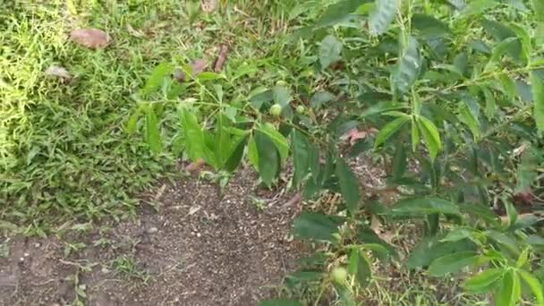 Young Phaleria Macrocarpa Tree Growing — Stock videók