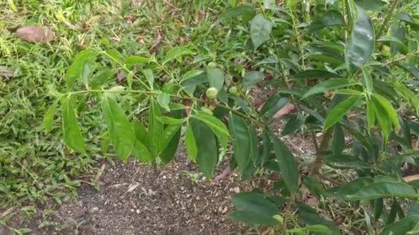 Young Phaleria Macrocarpa Tree Growing — 图库视频影像