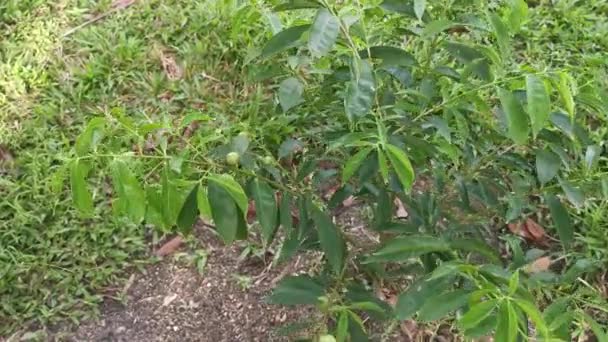 Νεαρό Δέντρο Phaleria Macrocarpa Που Μεγαλώνει — Αρχείο Βίντεο