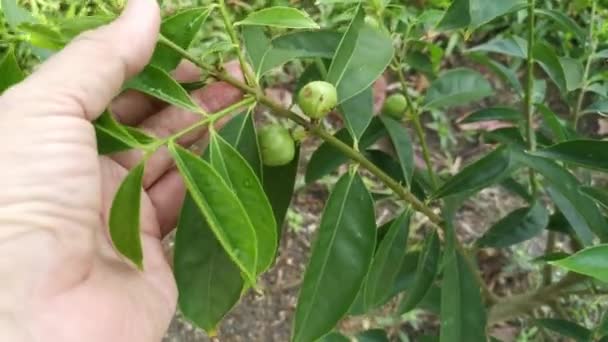 Young Phaleria Macrocarpa Tree Growing — Stockvideo