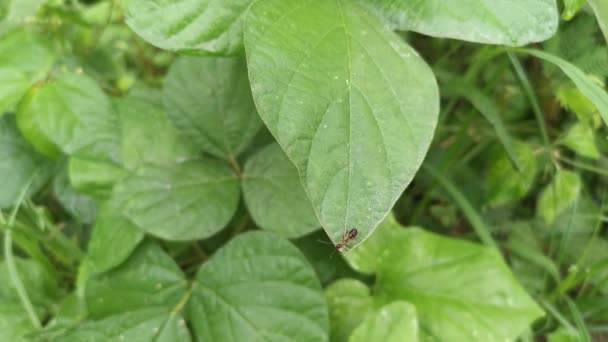 Red Carpentar Ant Crawling Leaves — Vídeo de Stock