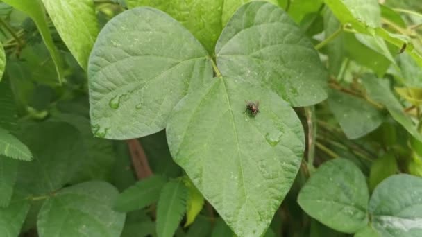 Common Green Bottle Fly Resting Leaves — Stock video