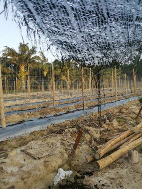 bamboo poles in symmetrical rows for creeping vine plant farming.