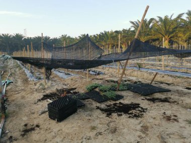 bamboo poles in symmetrical rows for creeping vine plant farming.