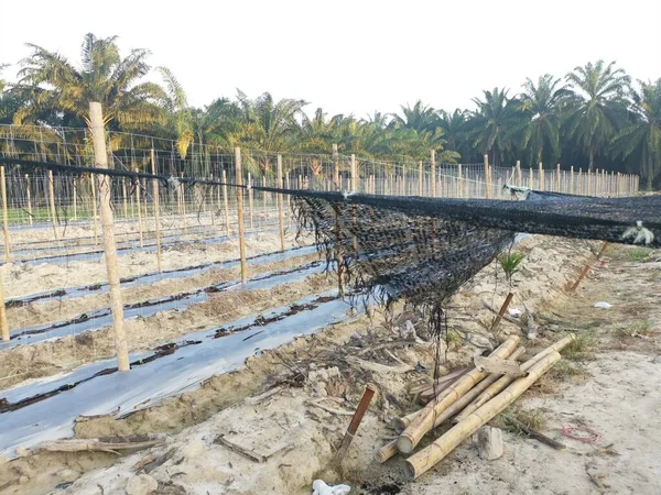 bamboo poles in symmetrical rows for creeping vine plant farming.