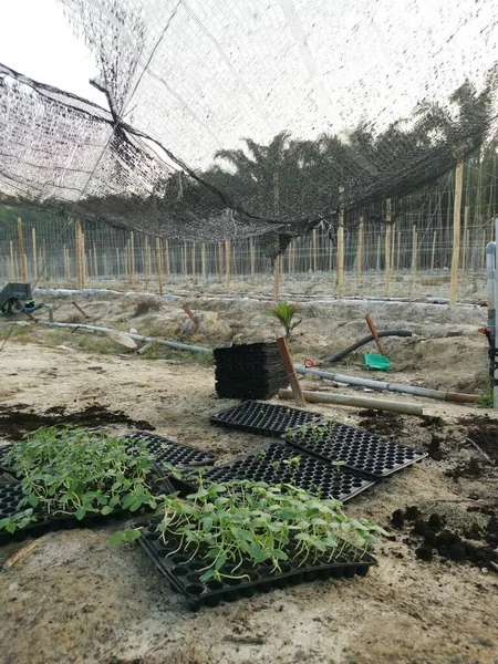 Bamboo Poles Symmetrical Rows Creeping Vine Plant Farming — Photo