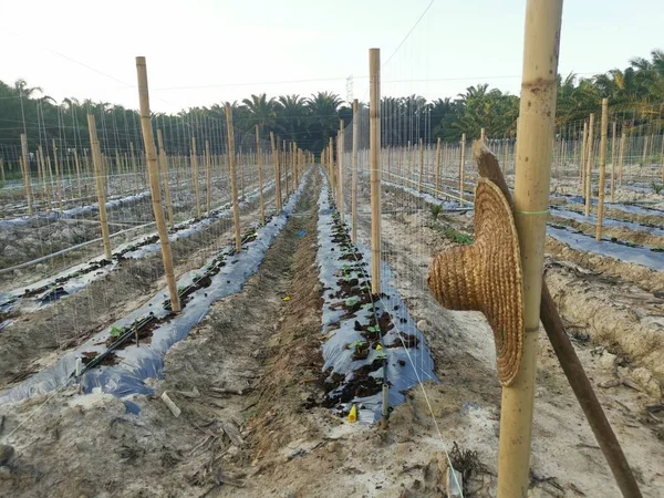 Bamboo Poles Symmetrical Rows Creeping Vine Plant Farming — 图库照片