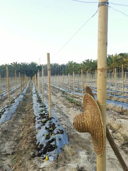 Bamboo Poles Symmetrical Rows Creeping Vine Plant Farming — 图库照片