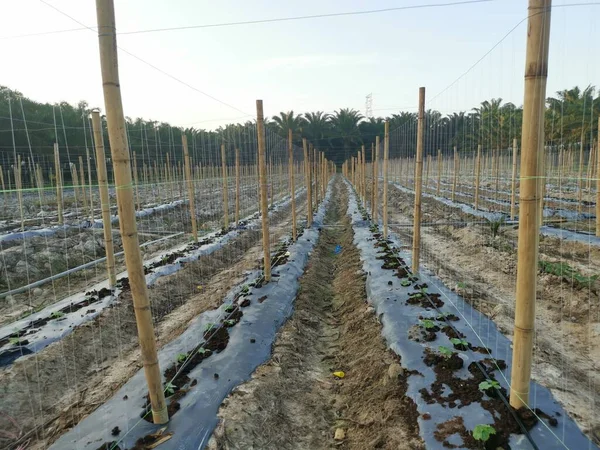 Bamboo Poles Symmetrical Rows Creeping Vine Plant Farming — Stockfoto