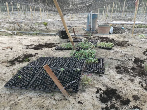 Bamboo Poles Symmetrical Rows Creeping Vine Plant Farming — Fotografia de Stock