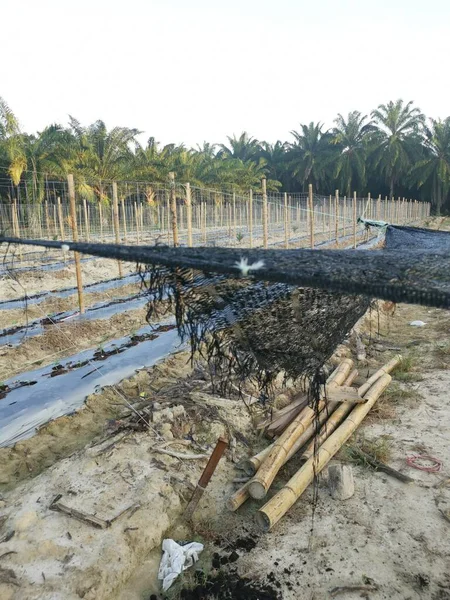 bamboo poles in symmetrical rows for creeping vine plant farming.