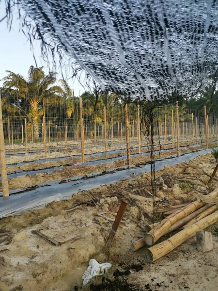 Bamboo Poles Symmetrical Rows Creeping Vine Plant Farming — 图库照片