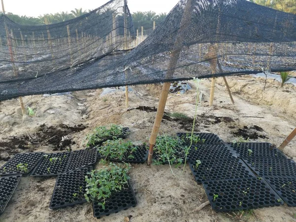 Bamboo Poles Symmetrical Rows Creeping Vine Plant Farming — Fotografia de Stock