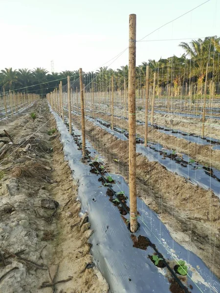 Bamboo Poles Symmetrical Rows Creeping Vine Plant Farming — Stockfoto