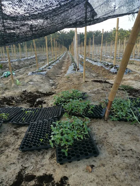 Bamboo Poles Symmetrical Rows Creeping Vine Plant Farming — Fotografia de Stock