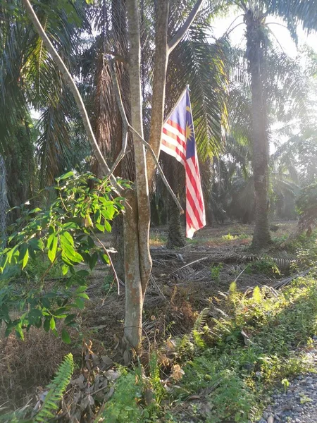 Someone Patriotic Hangs Malaysian Flag Roadside Plantation — Stockfoto