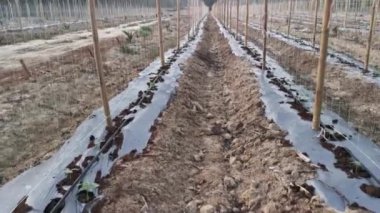 bamboo poles in symmetrical rows for creeping vine farm.