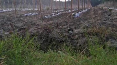 bamboo poles in symmetrical rows for creeping vine farm.