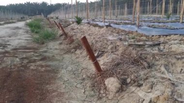 bamboo poles in symmetrical rows for creeping vine farm.