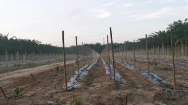 bamboo poles in symmetrical rows for creeping vine farm.