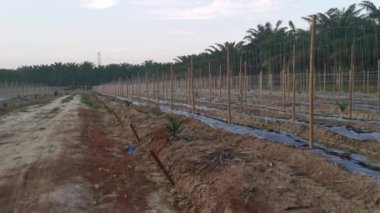 bamboo poles in symmetrical rows for creeping vine farm.