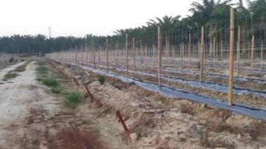 bamboo poles in symmetrical rows for creeping vine farm.