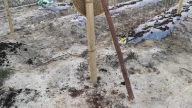 bamboo poles in symmetrical rows for creeping vine farm.