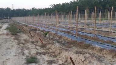 bamboo poles in symmetrical rows for creeping vine farm.