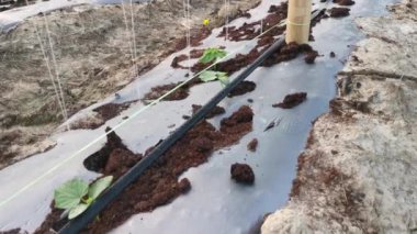 bamboo poles in symmetrical rows for creeping vine farm.