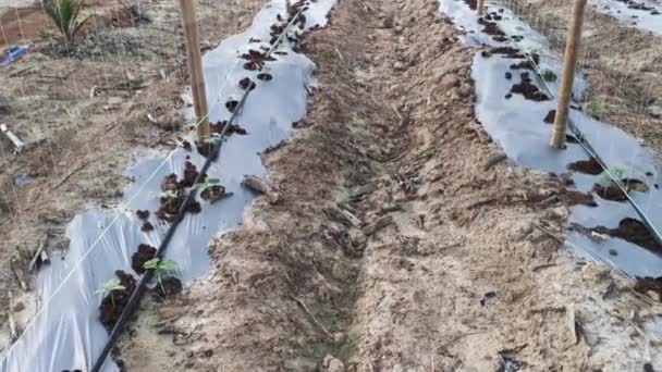 Bamboo Poles Symmetrical Rows Creeping Vine Farm — Stockvideo