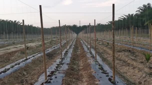 Bamboo Poles Symmetrical Rows Creeping Vine Farm — Wideo stockowe