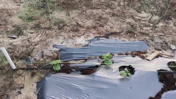 Bamboo Poles Symmetrical Rows Creeping Vine Farm — Vídeo de Stock