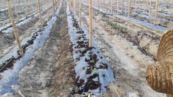 Bamboo Poles Symmetrical Rows Creeping Vine Farm — Vídeo de Stock
