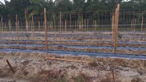 Bamboo Poles Symmetrical Rows Creeping Vine Farm — Vídeos de Stock