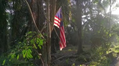 someone patriotic hangs a Malaysian flag by the roadside in the plantation