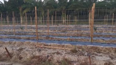 bamboo poles in symmetrical rows for creeping vine farm.