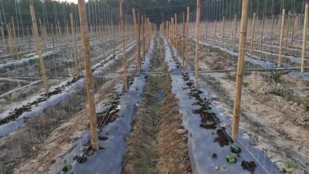 Bamboo Poles Symmetrical Rows Creeping Vine Farm — Wideo stockowe