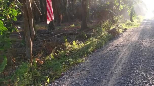 Someone Patriotic Hangs Malaysian Flag Roadside Plantation — Stock videók