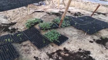 creeping vine seedling at the bamboo poles farm