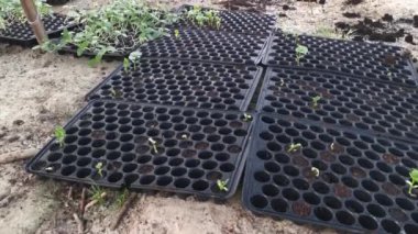 creeping vine seedling at the bamboo poles farm