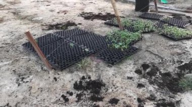 creeping vine seedling at the bamboo poles farm