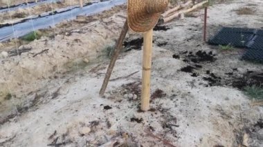 creeping vine seedling at the bamboo poles farm