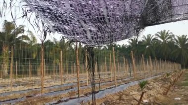 creeping vine seedling at the bamboo poles farm