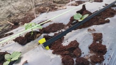 creeping vine seedling at the bamboo poles farm