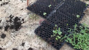 creeping vine seedling at the bamboo poles farm
