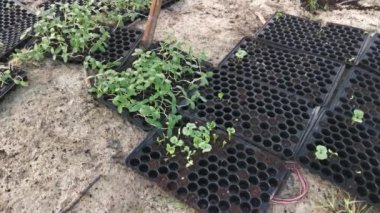 creeping vine seedling at the bamboo poles farm