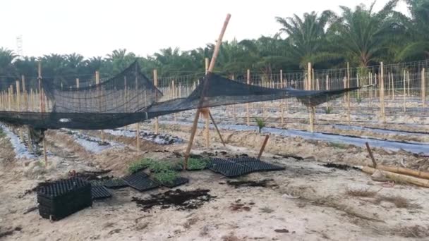 Creeping Vine Seedling Bamboo Poles Farm — Vídeo de Stock