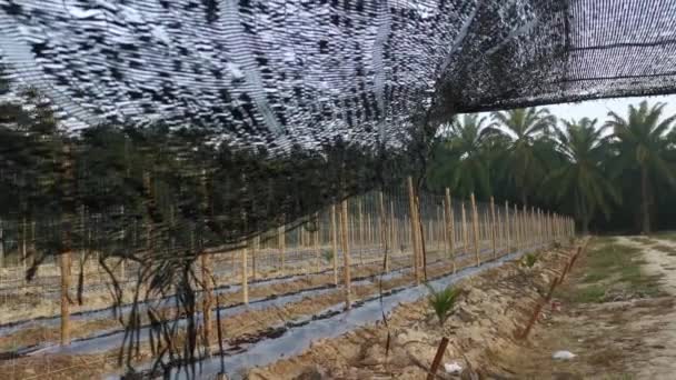 Creeping Vine Seedling Bamboo Poles Farm — Stockvideo