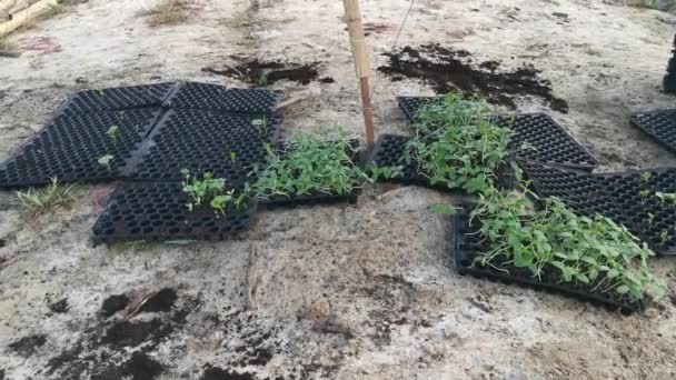 Creeping Vine Seedling Bamboo Poles Farm — Wideo stockowe